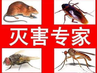 专业灭鼠灭蟑螂、除白蚁服务、灭老鼠、消杀虫害、除虫杀虫、灭鼠除四害