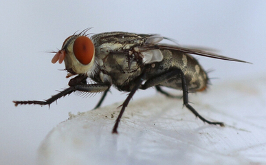 除虫公司对蝇类消杀的调查方法